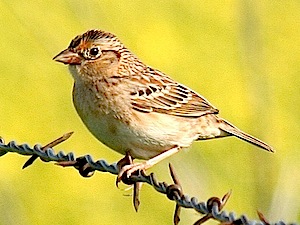 Grasshopper Sparrow